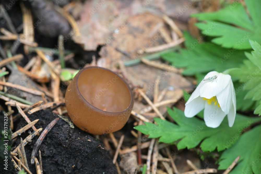 Dumontinia tuberosa, known as the anemone cup, wild fungus from Finland Dumontinia tuberosa, known as the anemone cup, wild fungus from Finland
