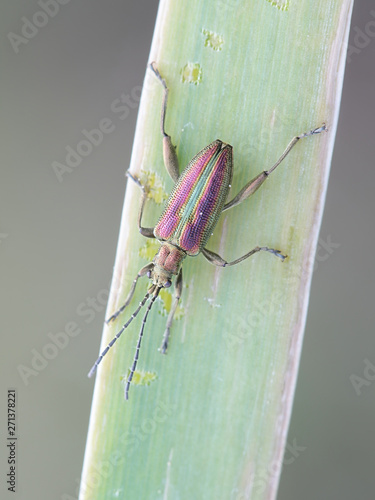 Donacia aquatica, known as the zircon reed beetle photo