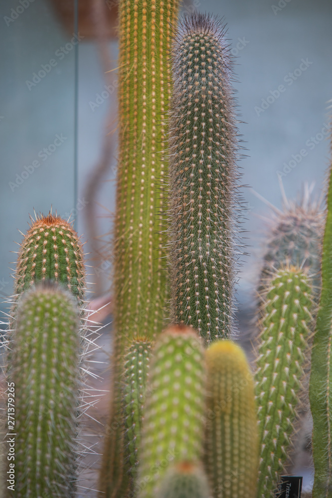 Many cactuses in a greenhouse Many cactuses in a greenhouse
