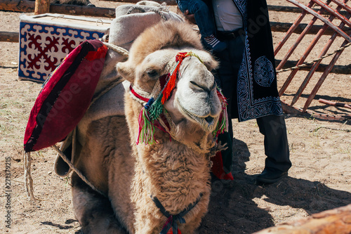Camel muzzle. Portrait of a camel close up.