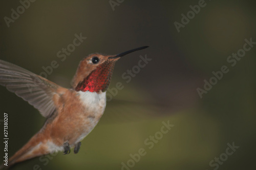 Tiny Ruby throated hummingbird in flight green dark background 02