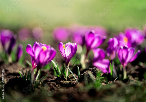 Close up photo of first fresh spring blooming Saffron flowers, Crocuses under sunlight. © B@rmaley