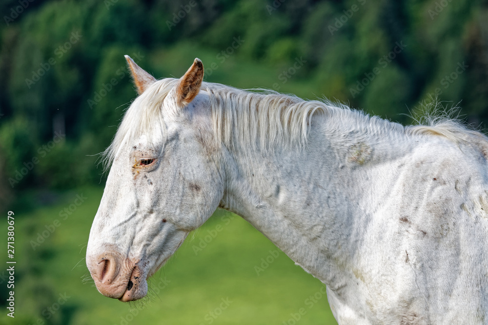 Obraz premium Cheval blanc au repos