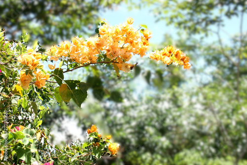 yellow bougainvillea flowers
