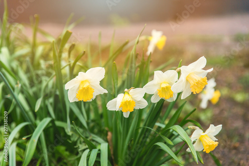 Daffodils in the flower bed under the sunlight. Flowering spring flowers in the flower bed.