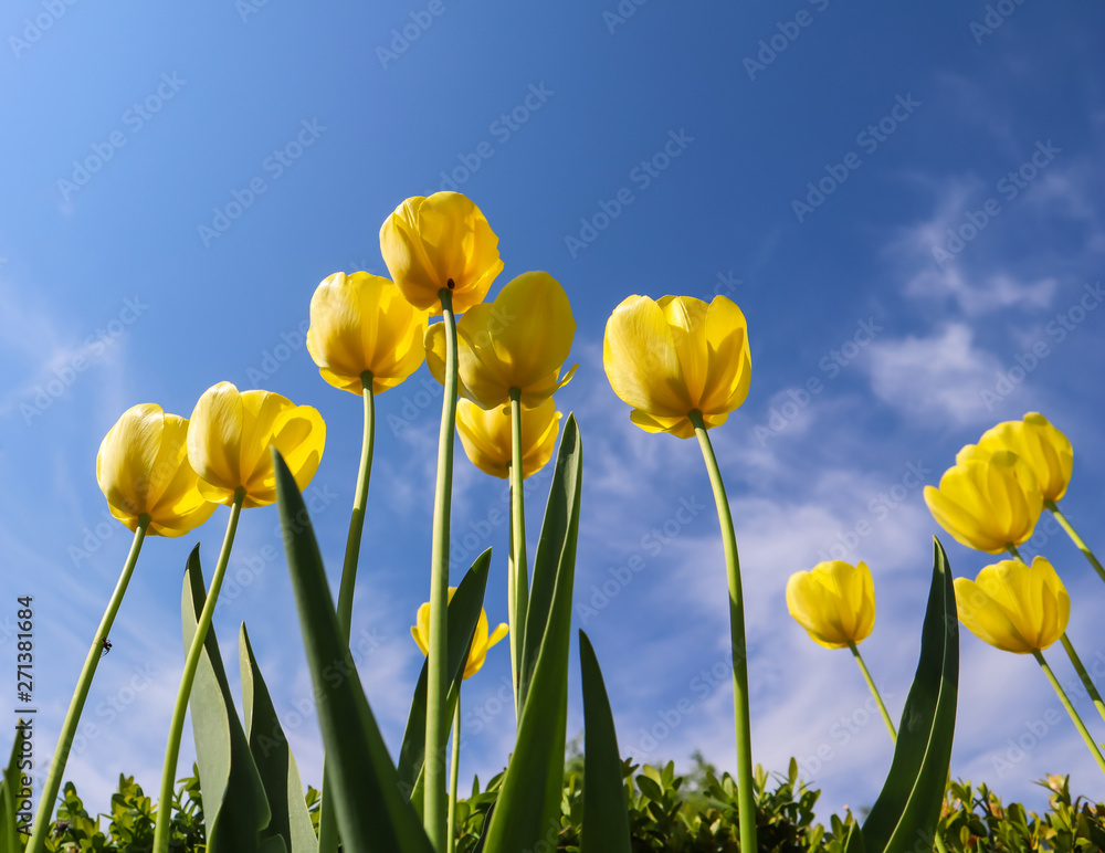 Fototapeta premium Beautiful yellow tulips in spring against blue sky with clouds. Floral background