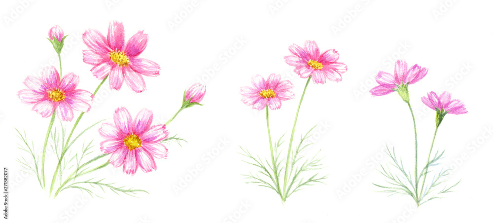 秋桜 水彩イラストセット 秋桜 水彩イラストセット
