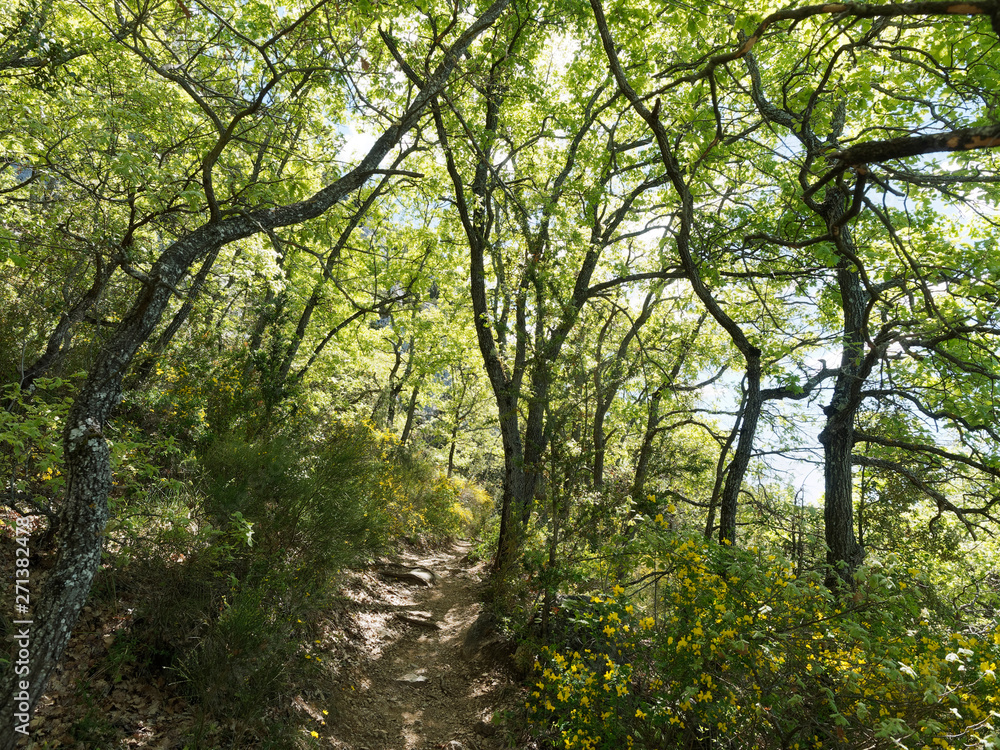 Bauduen. Sentier forestier sur les rives du lac de Sainte-Crois. Alpes-de-Haute-Provence Bauduen. Sentier forestier sur les rives du lac de Sainte-Crois. Alpes-de-Haute-Provence