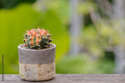 Lophophora williamsii  Cactus or succulents tree in flowerpot on wood striped background