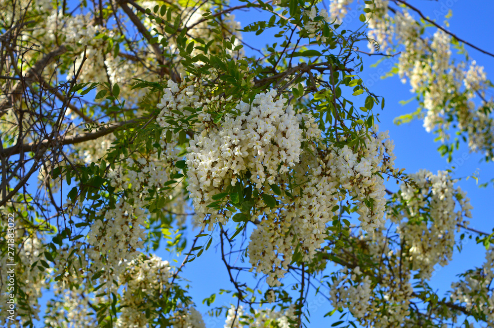 Fototapeta premium Silky Wisteria Tree in Bloom, Wisteria Brachybotrys, Nature