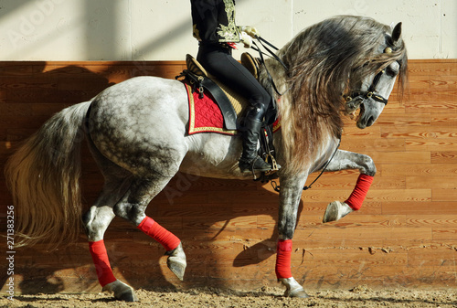 Konstfotografi Equestrian artist dressage rider proposes to equestrian performances of Haute Ec