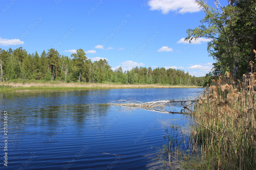 Summer. Lake in the forest. Forest landscape.
