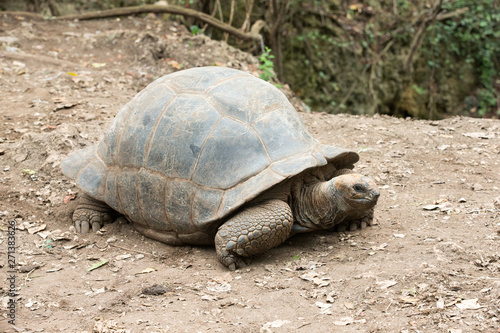 Galapagos Tortoise in a nature reserve