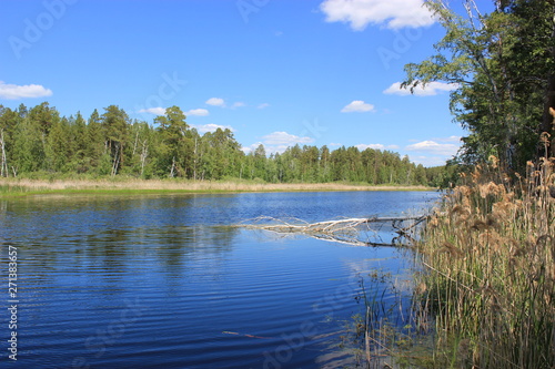 Summer. Lake in the forest. Forest landscape.