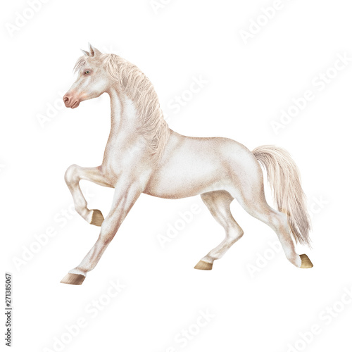 cheval blanc  blanc  isol    animal    talon  mammif  re  courir  chevalin  ferme  galop  crin  poney  amoureux des chevaux  course  andalou  nature  illustration  sauvage poulain  course  jument  beau