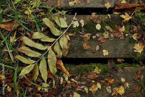 autumn leaves on the ground