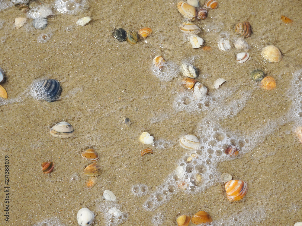 Am Strand mit vielen Muscheln Am Strand mit vielen Muscheln