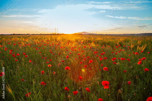 field with red flowering poppies against a bright sunny sky