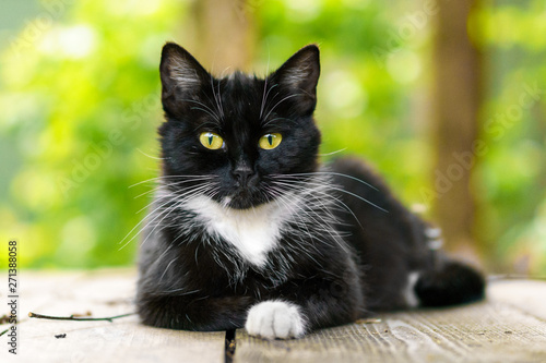 young cat lies on a wooden deck