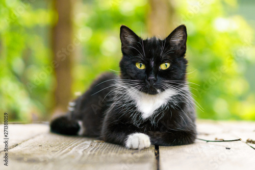 Foto portrait of a black and white cat with green eyes