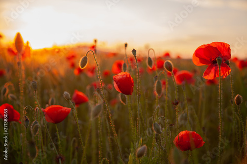 Fototapeta Naklejka Na Ścianę i Meble -  field with red flowering poppies against a bright sunny sky