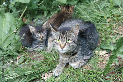 Cat with a kitten on the green grass