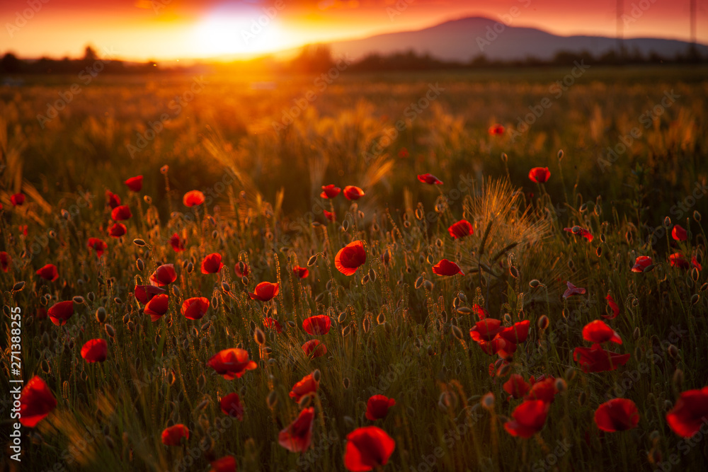 field with red flowering poppies against a bright sunny sky - obrazy, fototapety, plakaty 
