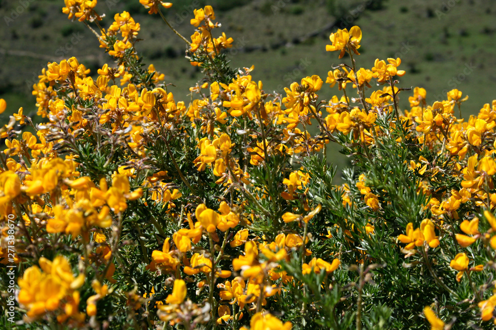 Yellow little flowers in the mountain