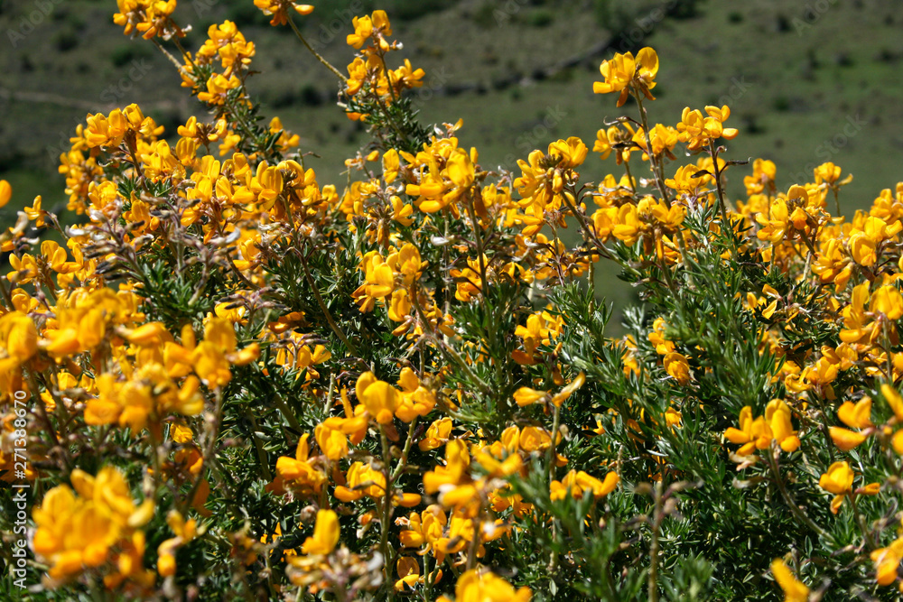 Obraz premium Yellow little flowers in the mountain