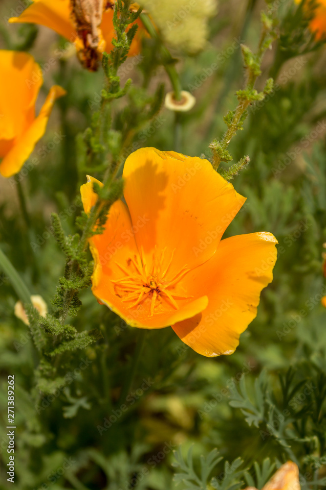 Brilliant buttercup yellow flowers of Eschscholzia californica (Californian poppy,golden poppy, California sunlight, cup of gold) a species of flowering plant in family Papaveraceae are bright. Brilliant buttercup yellow flowers of Eschscholzia californica (Californian poppy,golden poppy, California sunlight, cup of gold) a species of flowering plant in family Papaveraceae are bright.