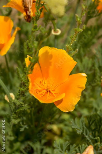 Brilliant buttercup yellow flowers of Eschscholzia californica (Californian poppy,golden poppy, California sunlight, cup of gold) a species of flowering plant in family Papaveraceae are bright.