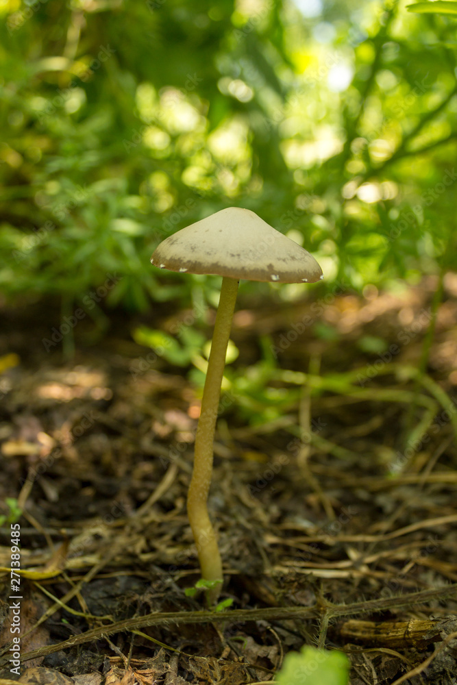 Forest mushroom in the grass and old dried leaves. Close up look. Forest mushroom in the grass and old dried leaves. Close up look.