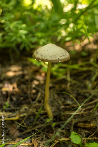 Forest mushroom in the grass and old dried leaves. Close up look.