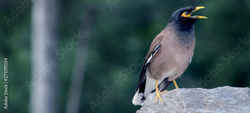 Beautiful Bird, wildlife, animal, blackbird, beak, black, common, wild, myna, starling, birds, yellow, tree, feathers, garden, feather, robin, park, thrush, fly, fauna, brown, red photo