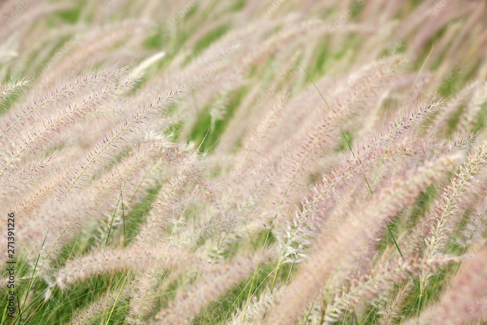 close up of reeds grass flower background close up of reeds grass flower background
