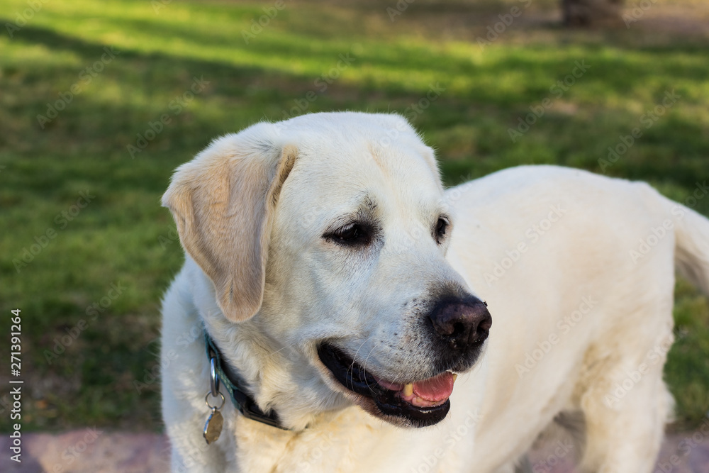 adorable adult Labrador domestic dog portrait who looking side ways in green park outdoor natural environment 