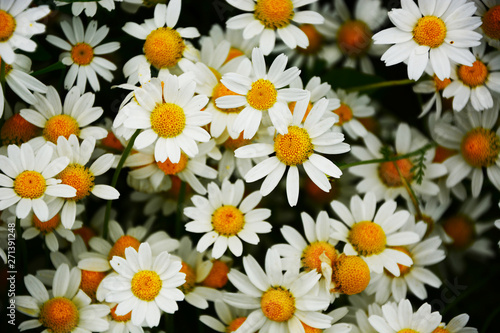 yellow flowers on green background