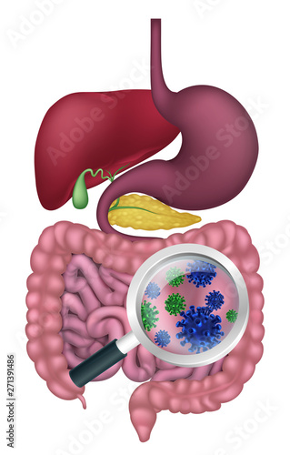 Gut bacteria being shown with a magnifying glass. Could be result of probiotics promoting good digestive flora or other microbes.
