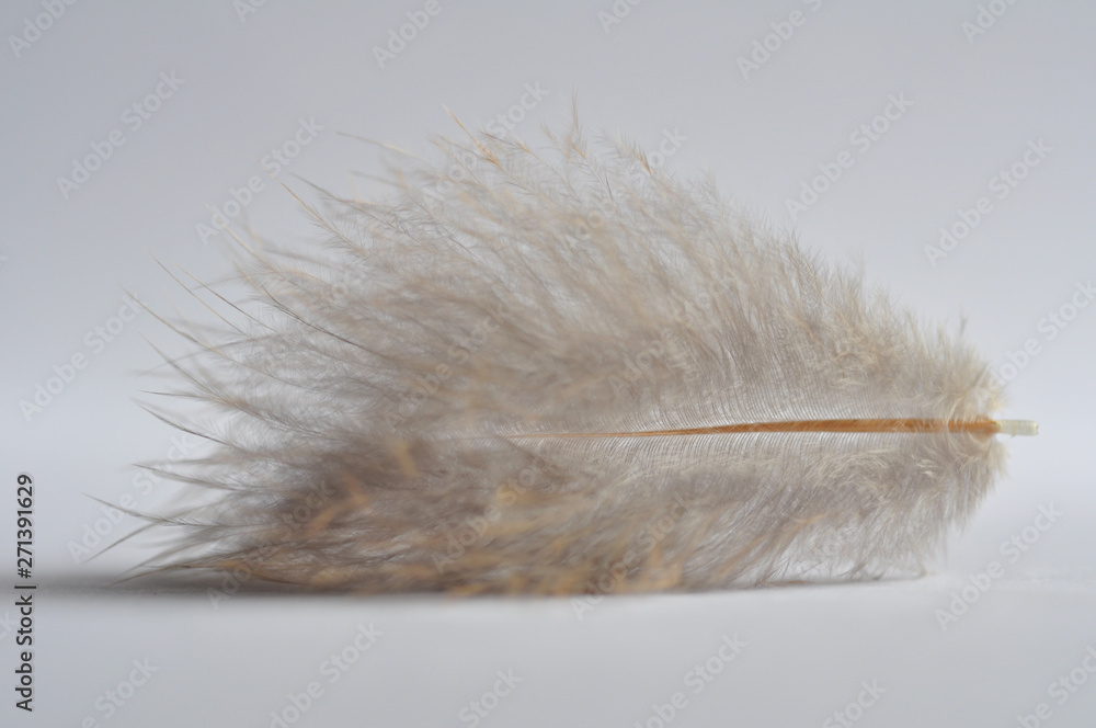 Fototapeta Fluffy, light feather of light shade