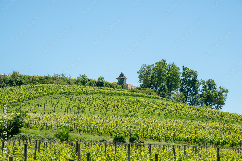 SAINT-EMILION (Gironde, France), vignes autour du village