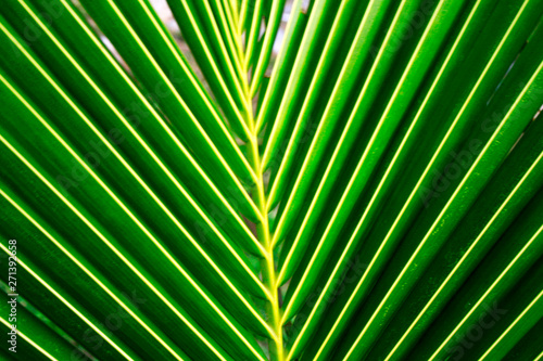 Palm leaves with bright sunligh