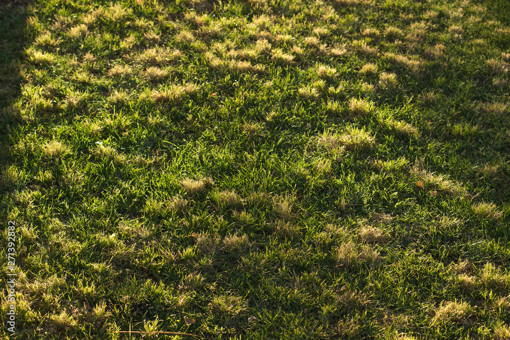 saturated natural green grass textured background surface saturated natural green grass textured background surface