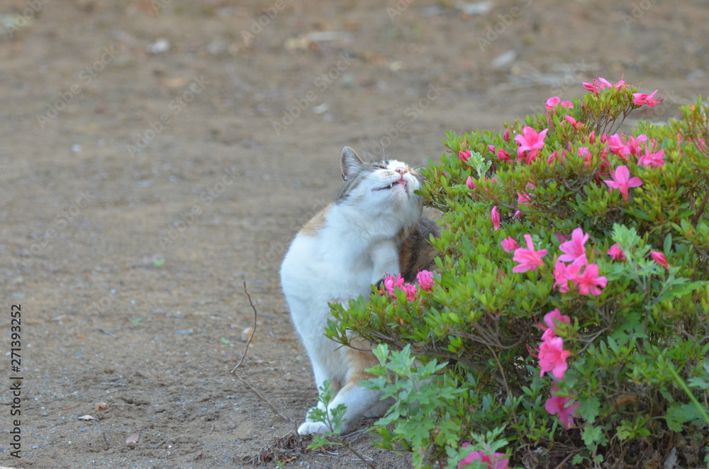 外猫（９歳）