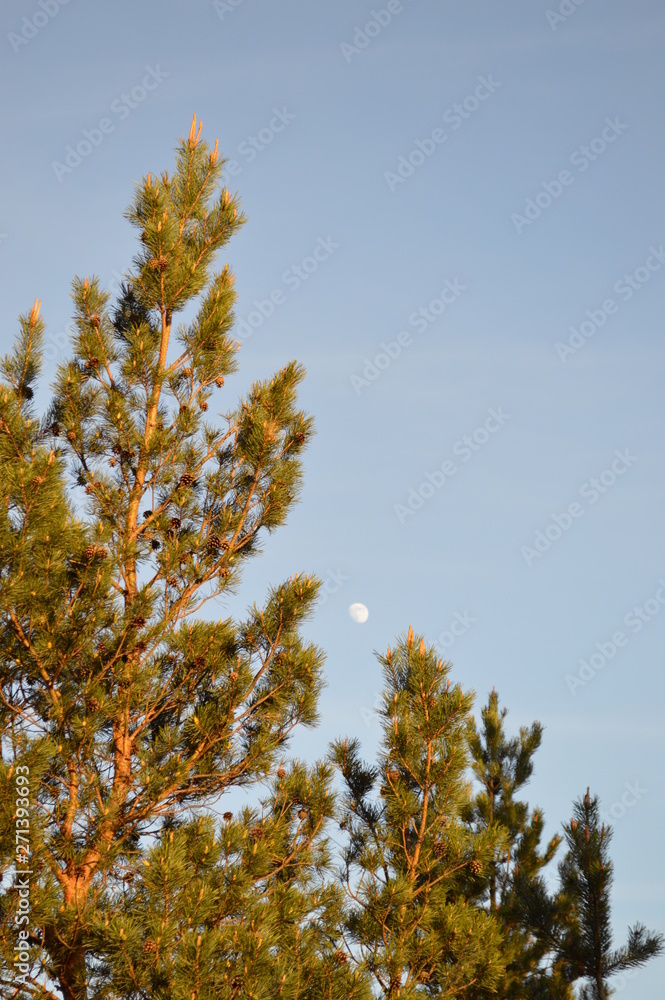 autumn leaves on blue sky