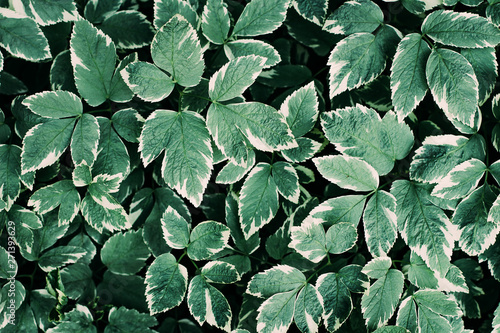 Green leaves pattern background. Natural background and wallpaper