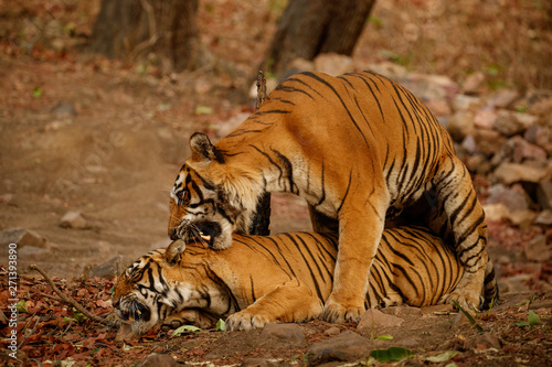 Wild tigers mating in the nature habitat. Tigers mating during the golden light. Wildlife scene with danger animals. Hot summer in India. Dry area with beautiful indian tiger  Panthera tigris