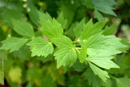 Leaves of fresh Lovage plant growing in the garden. Levisticum officinale is a powerful plant of the Apiaceae family, which is used mainly in gastronomy. Medicinal plants, herbs in the nature.