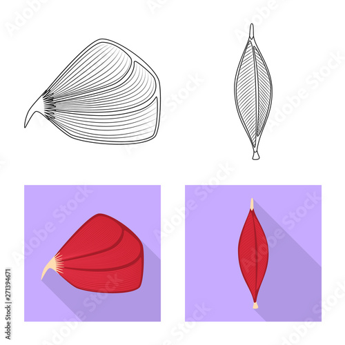 Vector design of fiber and muscular icon. Set of fiber and body  stock symbol for web.
