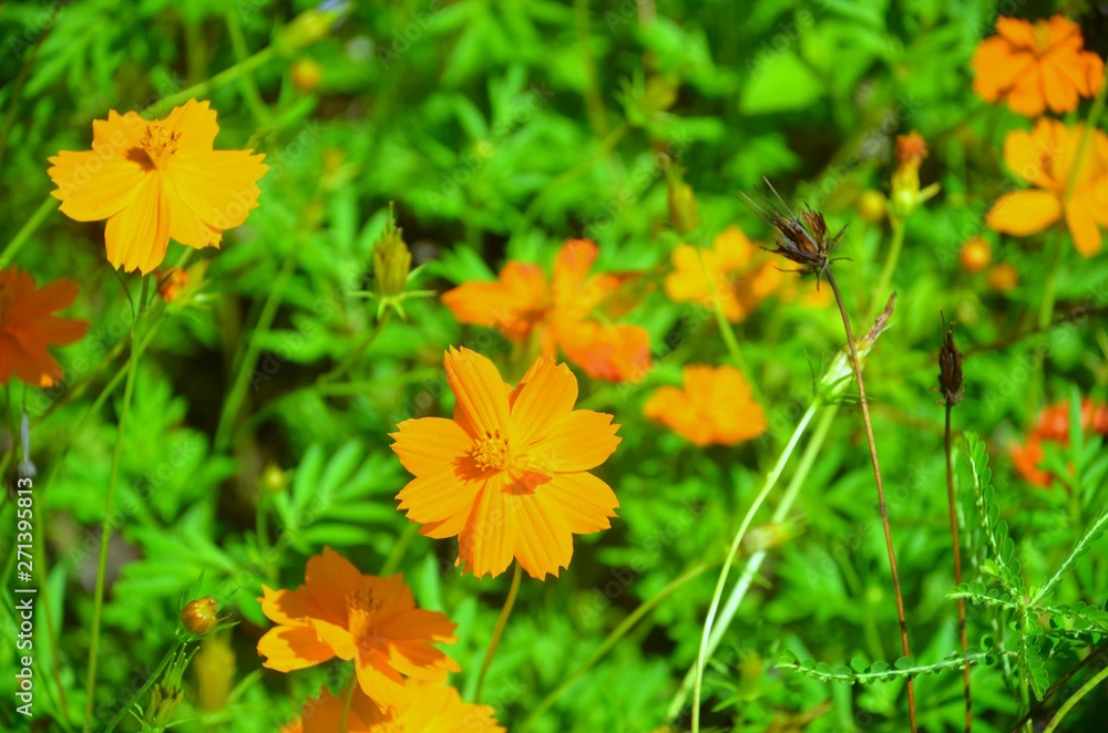 yellow flower in the grass yellow flower in the grass