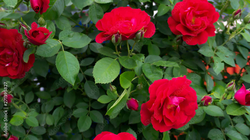 Rose red, close-up on a background of green leaves. Summer floral background, nature. Rose red, close-up on a background of green leaves. Summer floral background, nature.